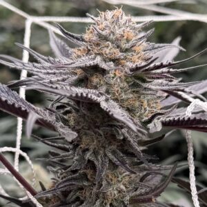 In House Genetics - Midnight Fizz (Feminized)