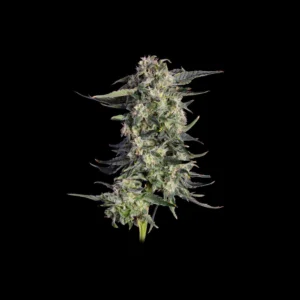Happy Valley Genetics - Super Lemon Sunset (Feminized)