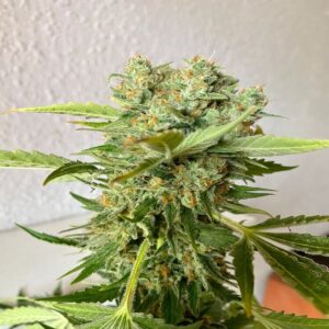 BG Bulk