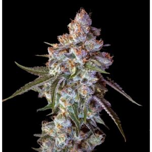 BG Bulk
