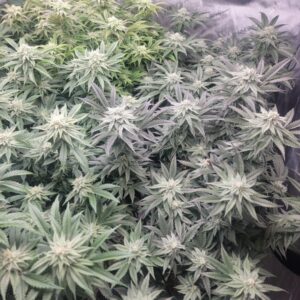 BG Bulk