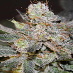 BG Bulk