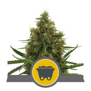 Royal Queen Seeds
