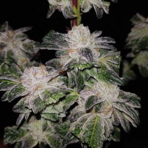 BG Bulk