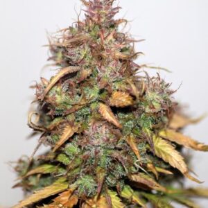 BG Bulk