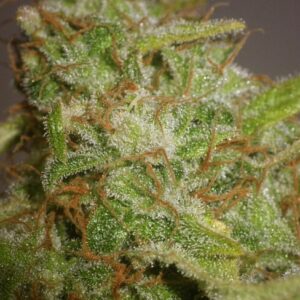 BG Bulk