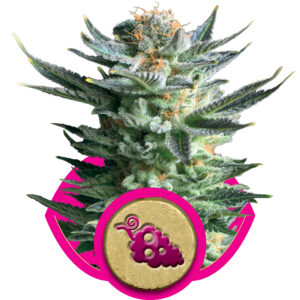 Royal Queen Seeds