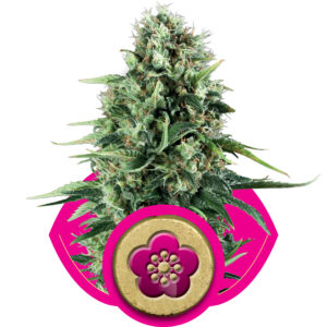 Royal Queen Seeds