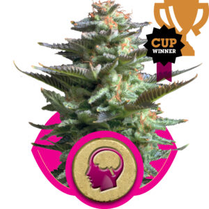 Royal Queen Seeds