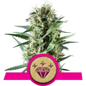 Royal Queen Seeds