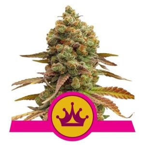 Royal Queen Seeds