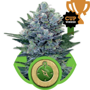 Royal Queen Seeds