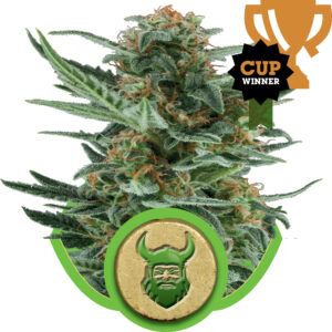 Royal Queen Seeds