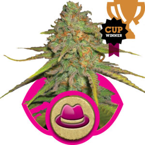 Royal Queen Seeds