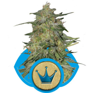 Royal Queen Seeds