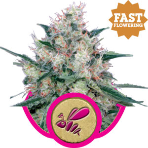 Royal Queen Seeds