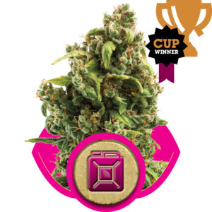 Royal Queen Seeds