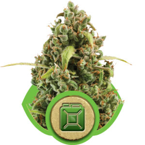 Royal Queen Seeds