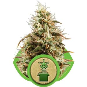 Royal Queen Seeds