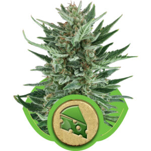 Royal Queen Seeds