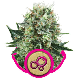 Royal Queen Seeds