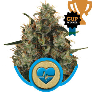 Royal Queen Seeds