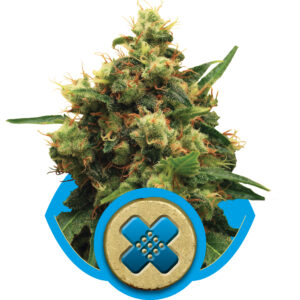 Royal Queen Seeds