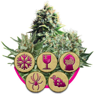 Royal Queen Seeds