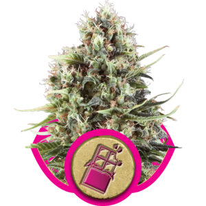Royal Queen Seeds