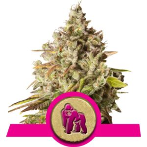 Royal Queen Seeds
