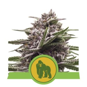 Royal Queen Seeds