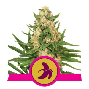 Royal Queen Seeds