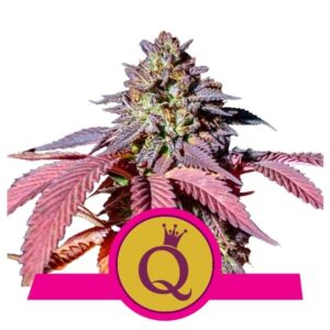 Royal Queen Seeds