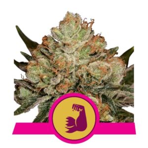 Royal Queen Seeds