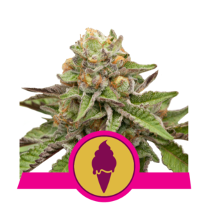Royal Queen Seeds