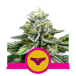 Royal Queen Seeds