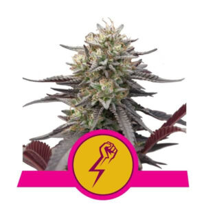 Royal Queen Seeds