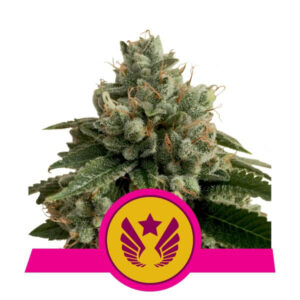 Royal Queen Seeds