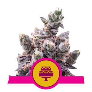 Royal Queen Seeds