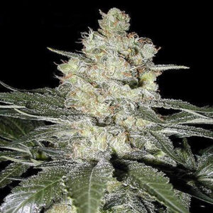 BG Bulk