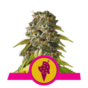 Royal Queen Seeds