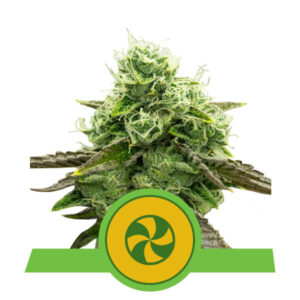 Royal Queen Seeds