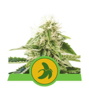 Royal Queen Seeds