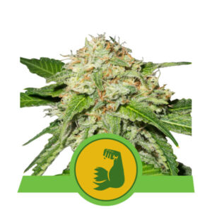 Royal Queen Seeds