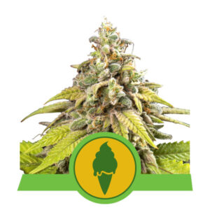 Royal Queen Seeds