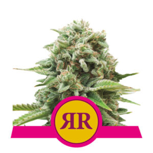 Royal Queen Seeds