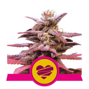 Royal Queen Seeds