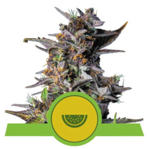 Royal Queen Seeds
