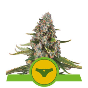 Royal Queen Seeds