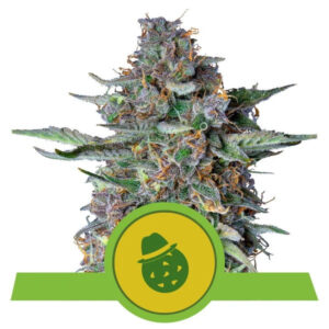 Royal Queen Seeds